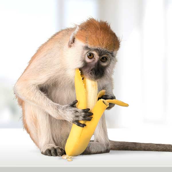monkeywithbanana.jpg monkeywithbanana.jpg