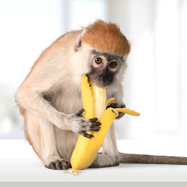 monkeywithbanana.jpg